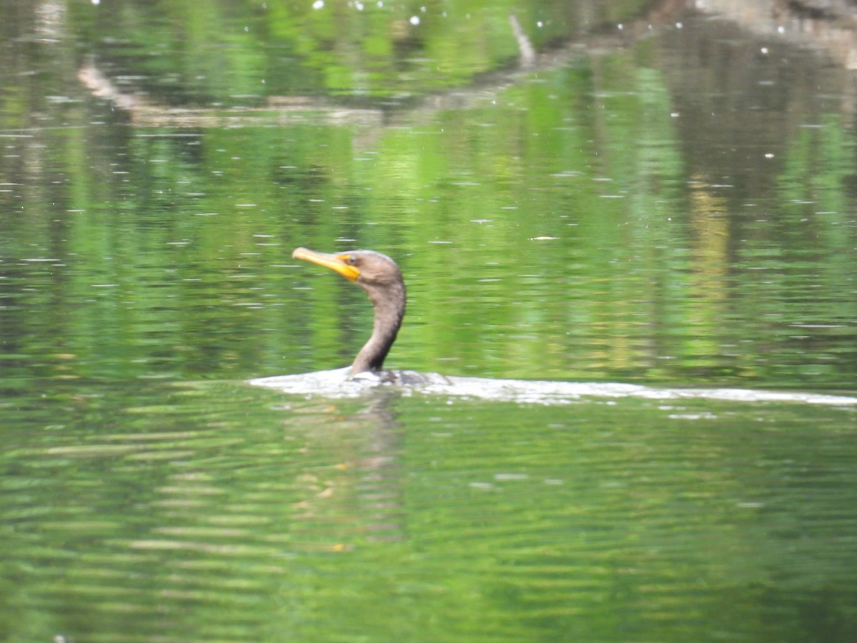 Double-crested Cormorant - ML641094321