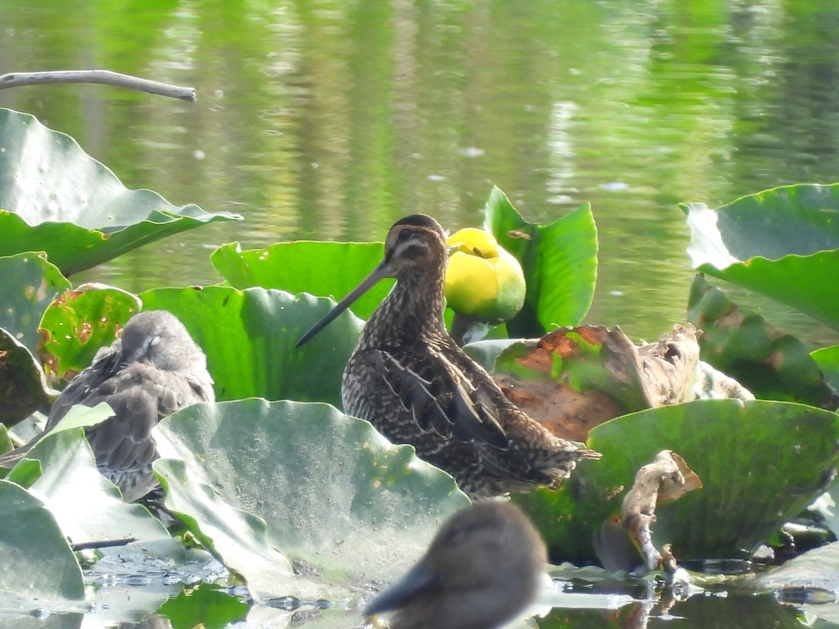 Wilson's Snipe - ML641094337