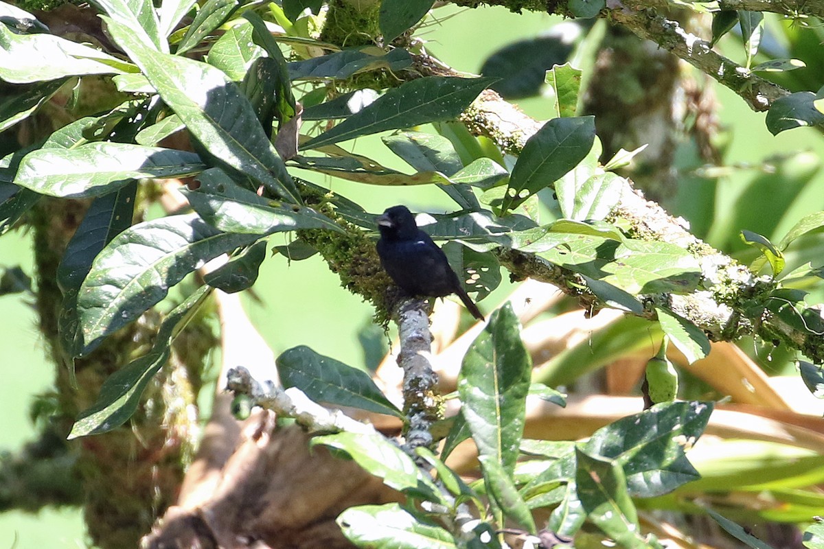 Large-billed Seed-Finch - ML641094338