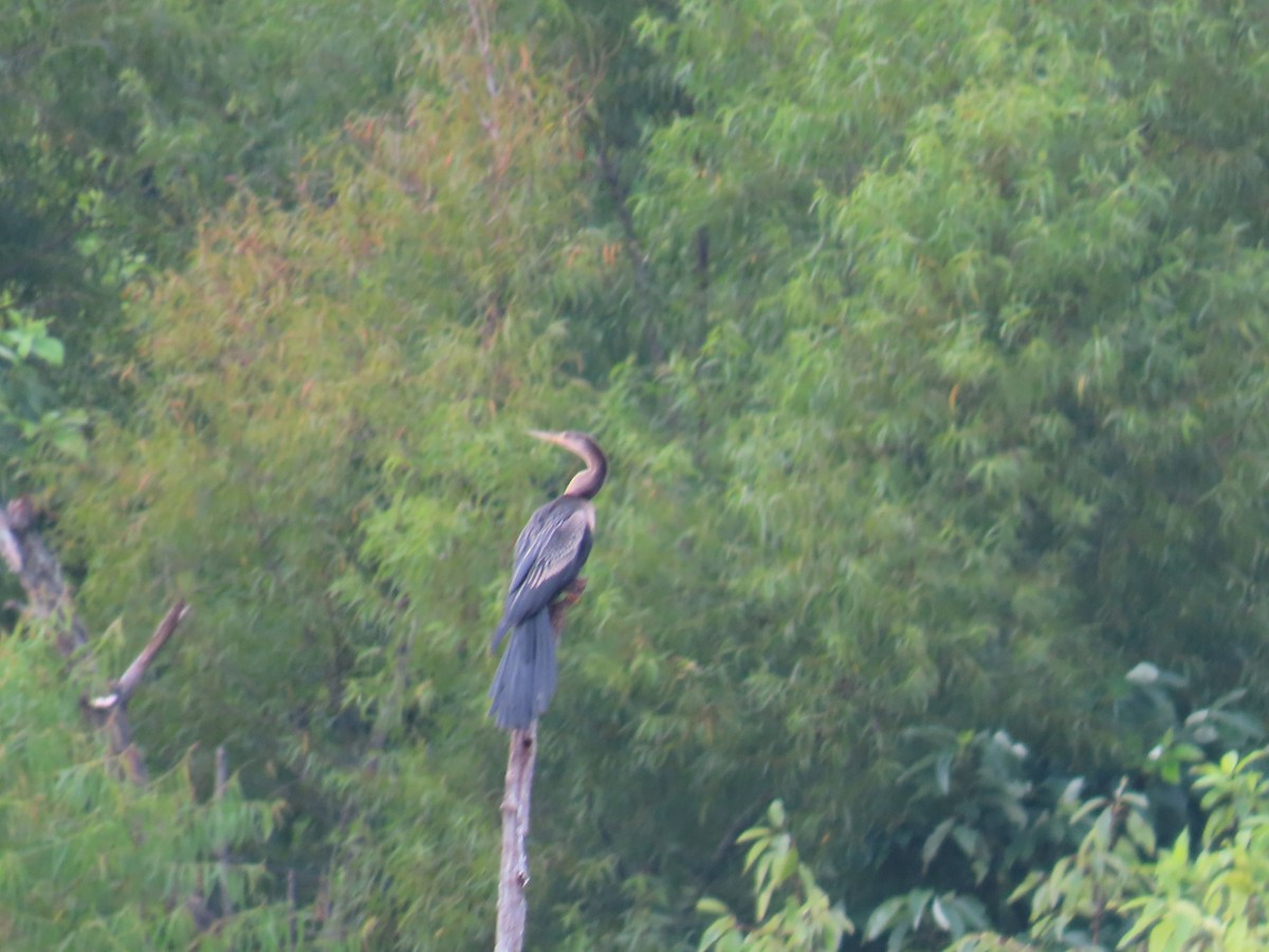 Anhinga - ML641094352