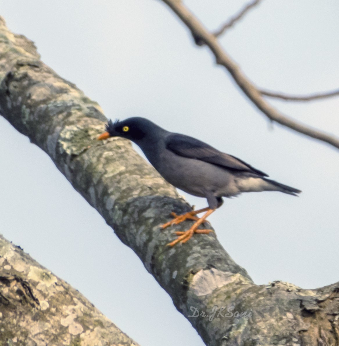 Jungle Myna - ML641094356