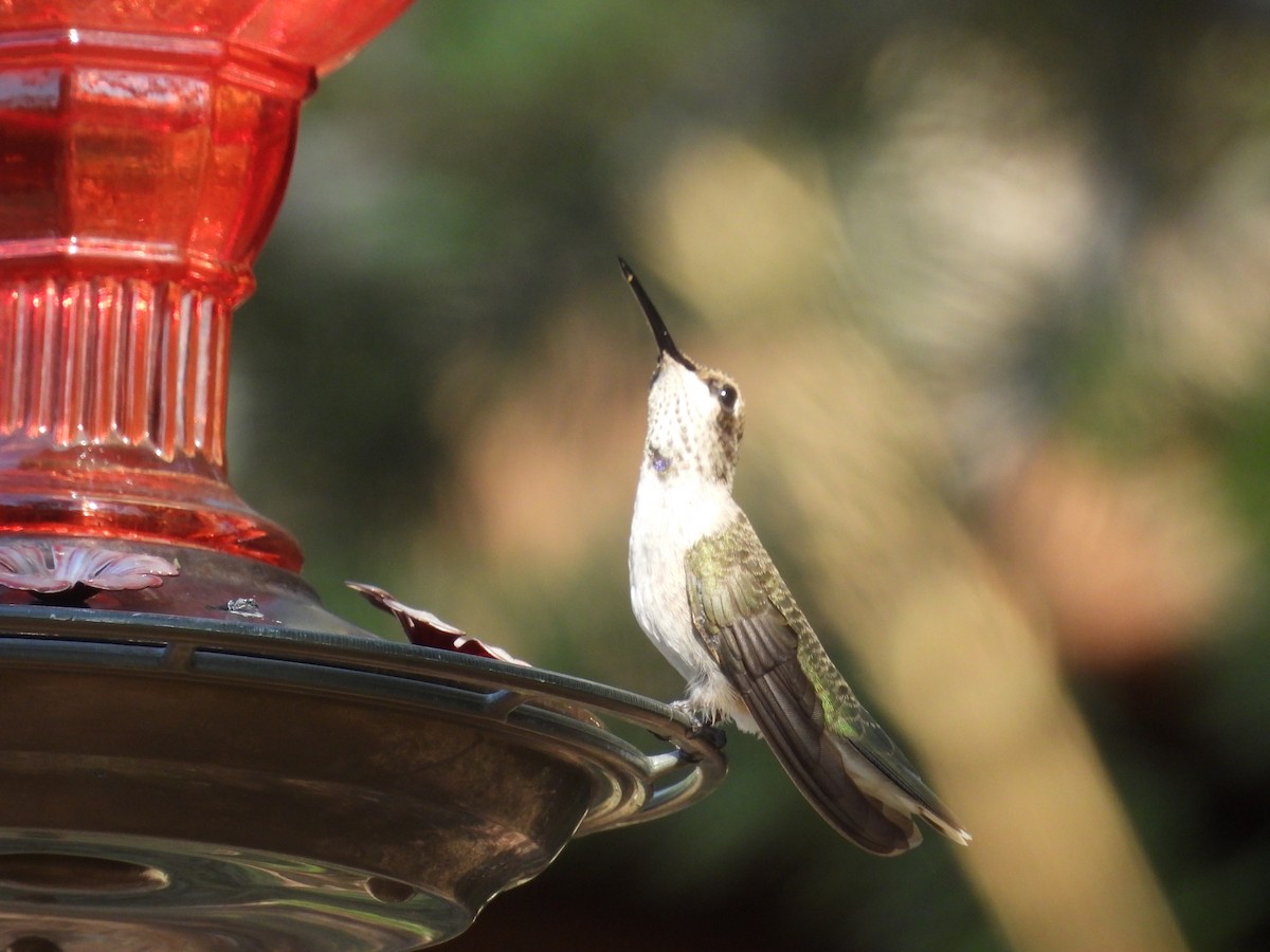 Colibri à gorge noire - ML641094361