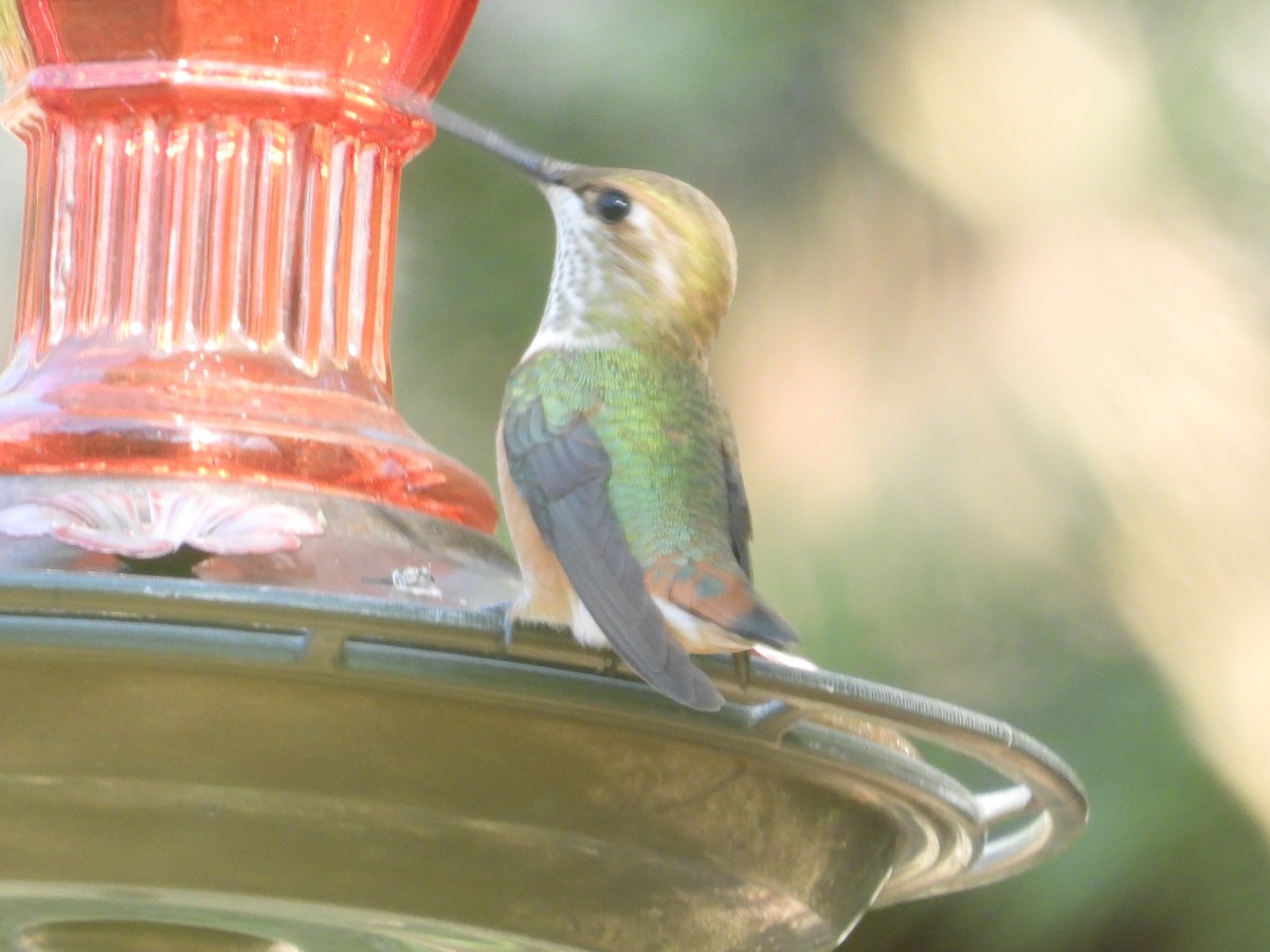Colibri roux - ML641094374
