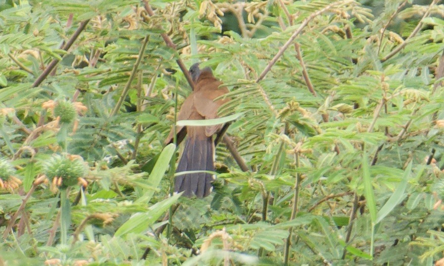 Gray-capped Cuckoo - ML641094378