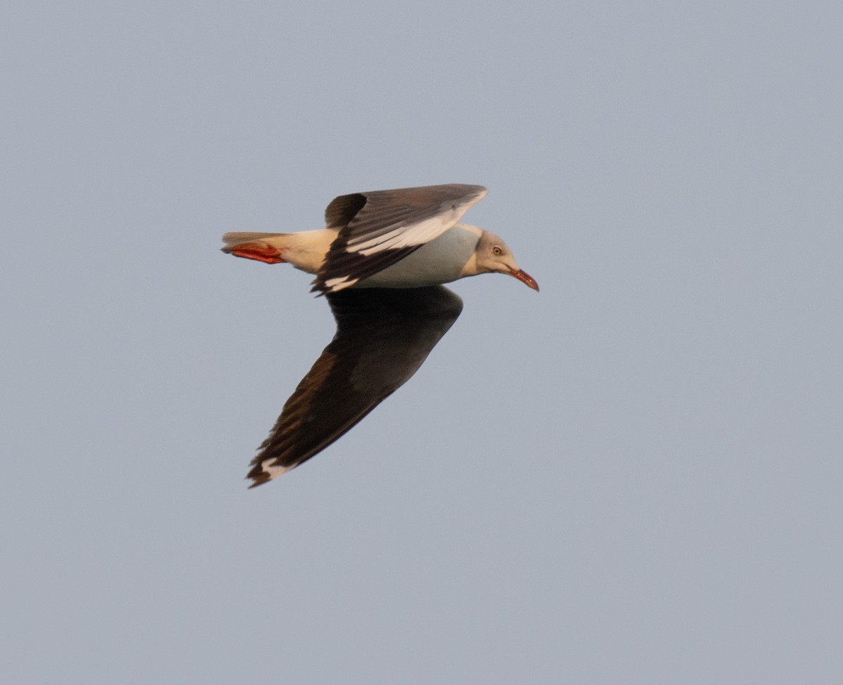Gray-hooded Gull - ML641094379