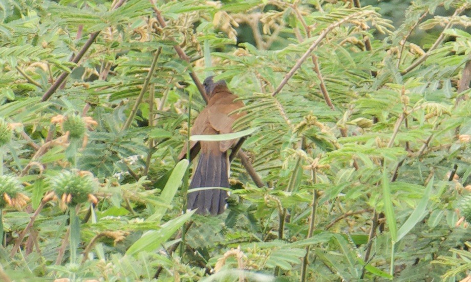 Gray-capped Cuckoo - ML641094394