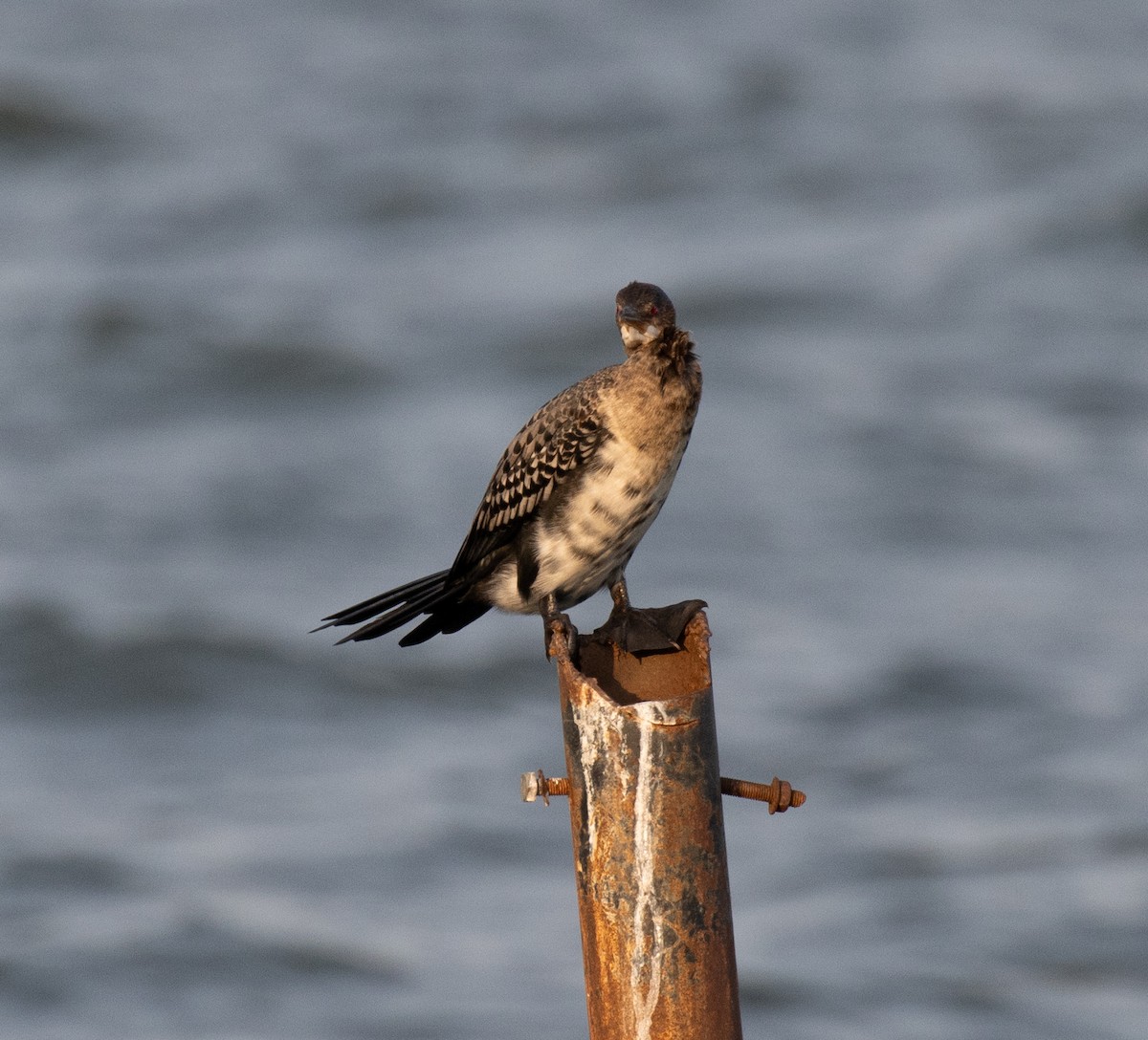 Reed Cormorant - ML641094397