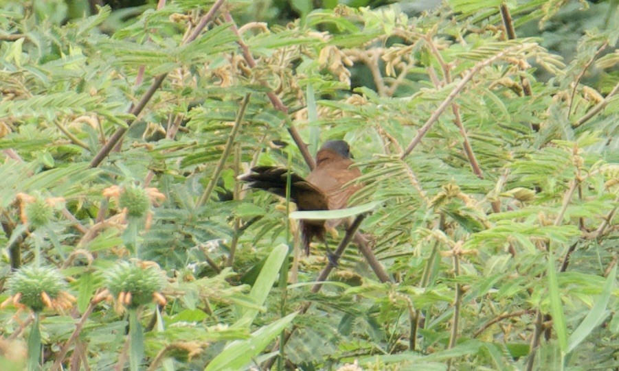 Gray-capped Cuckoo - ML641094424