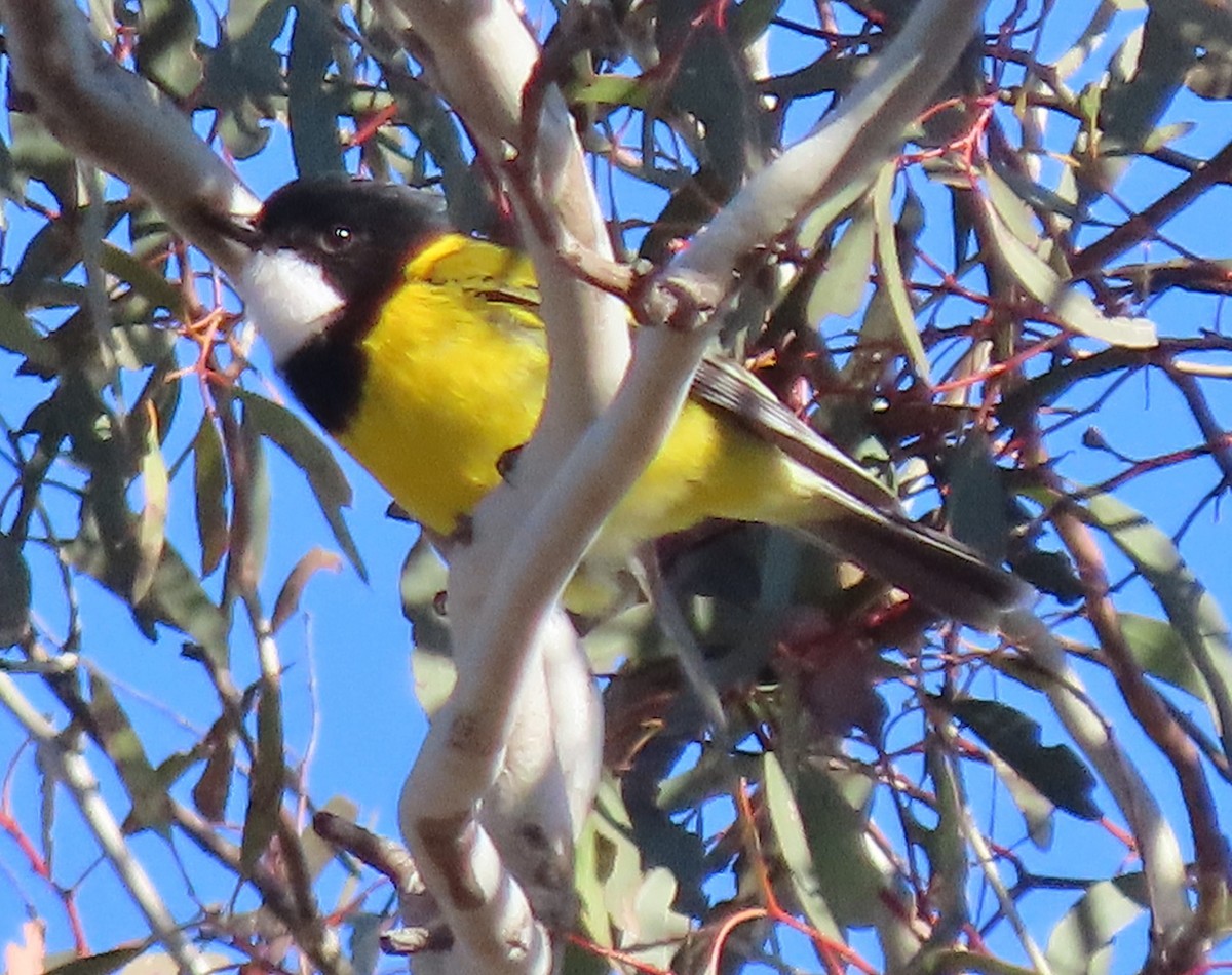 Golden Whistler - ML641094433