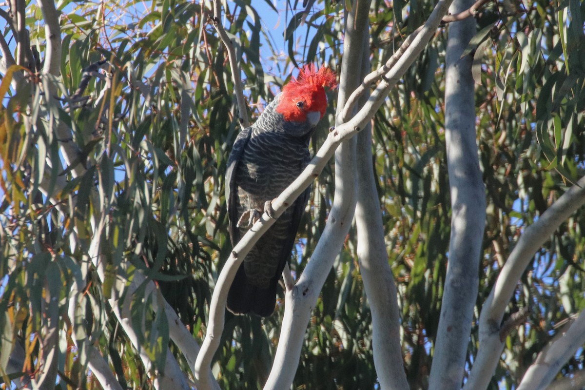 Gang-gang Cockatoo - ML641094456