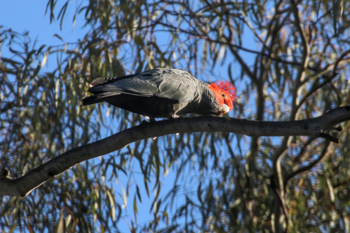 Gang-gang Cockatoo - ML641094457