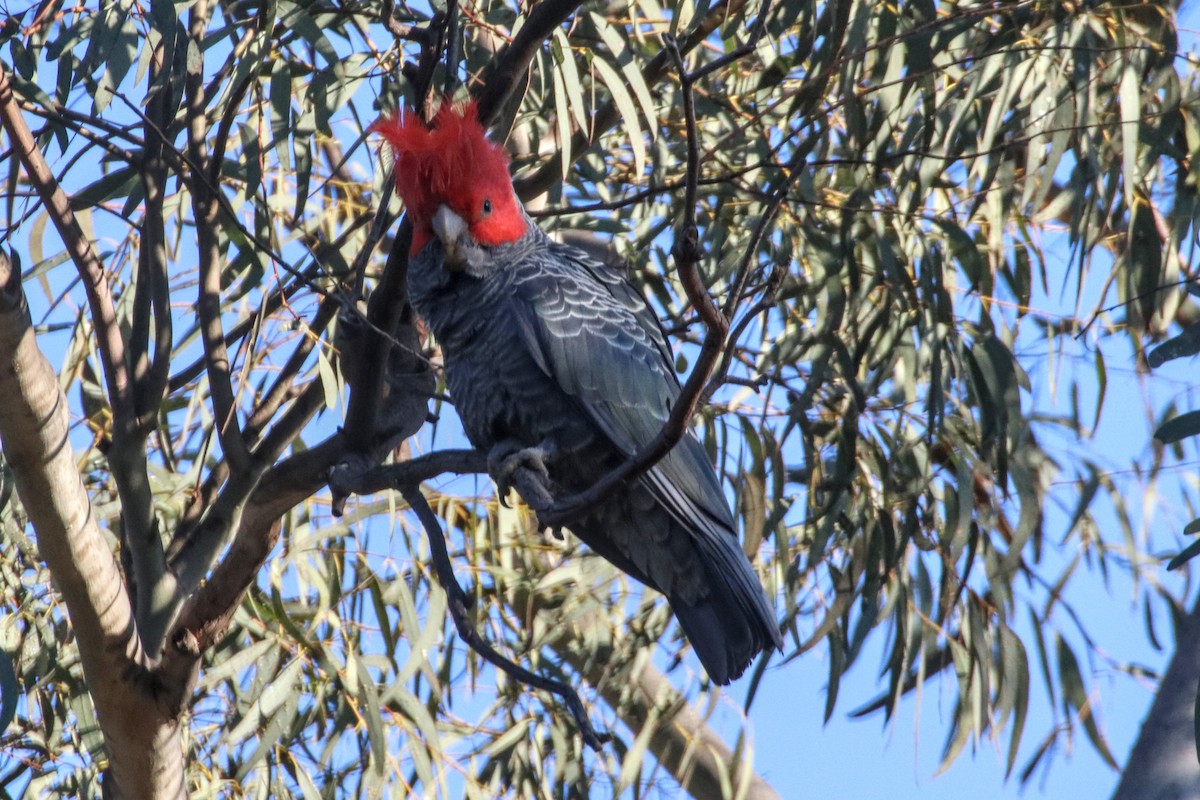 Gang-gang Cockatoo - ML641094458