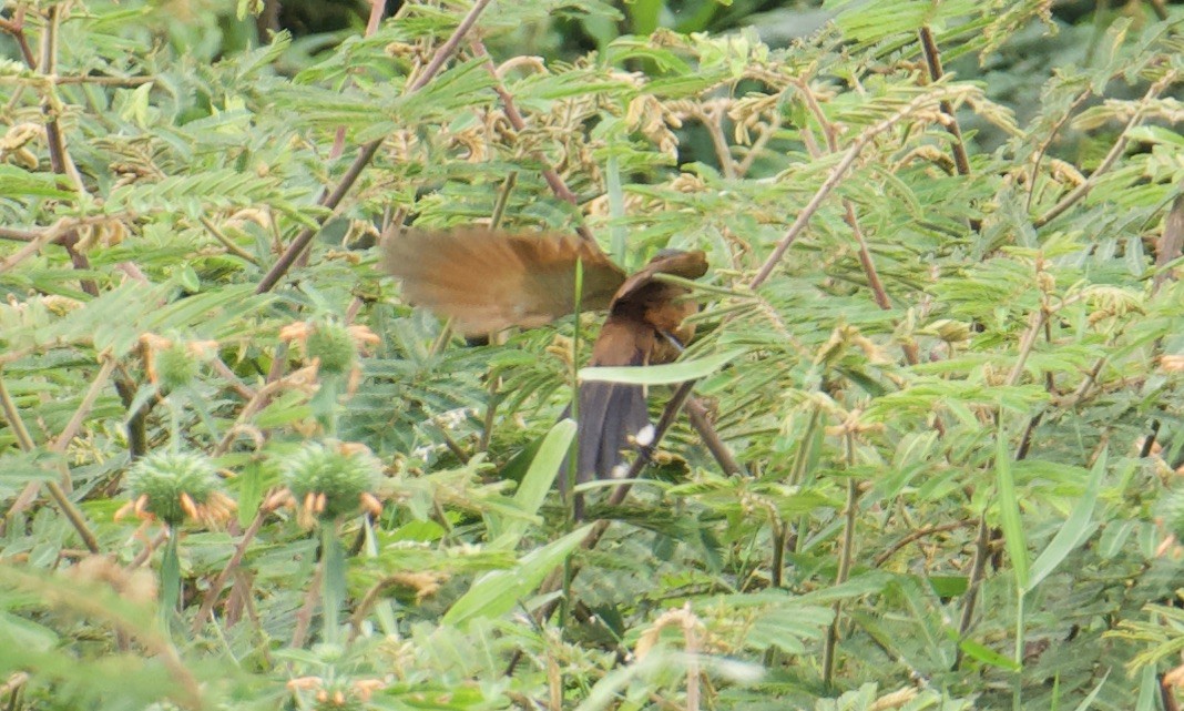 Gray-capped Cuckoo - ML641094459