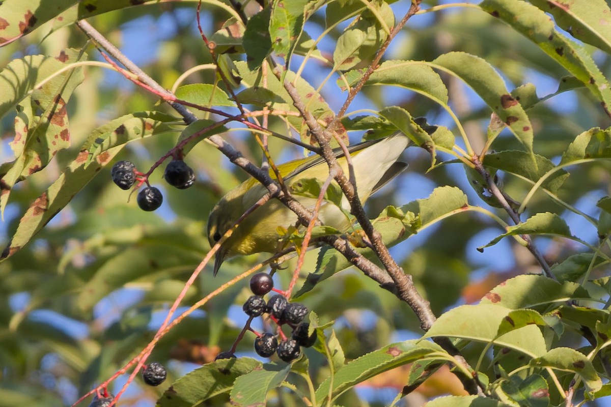 Tennessee Warbler - ML641094471