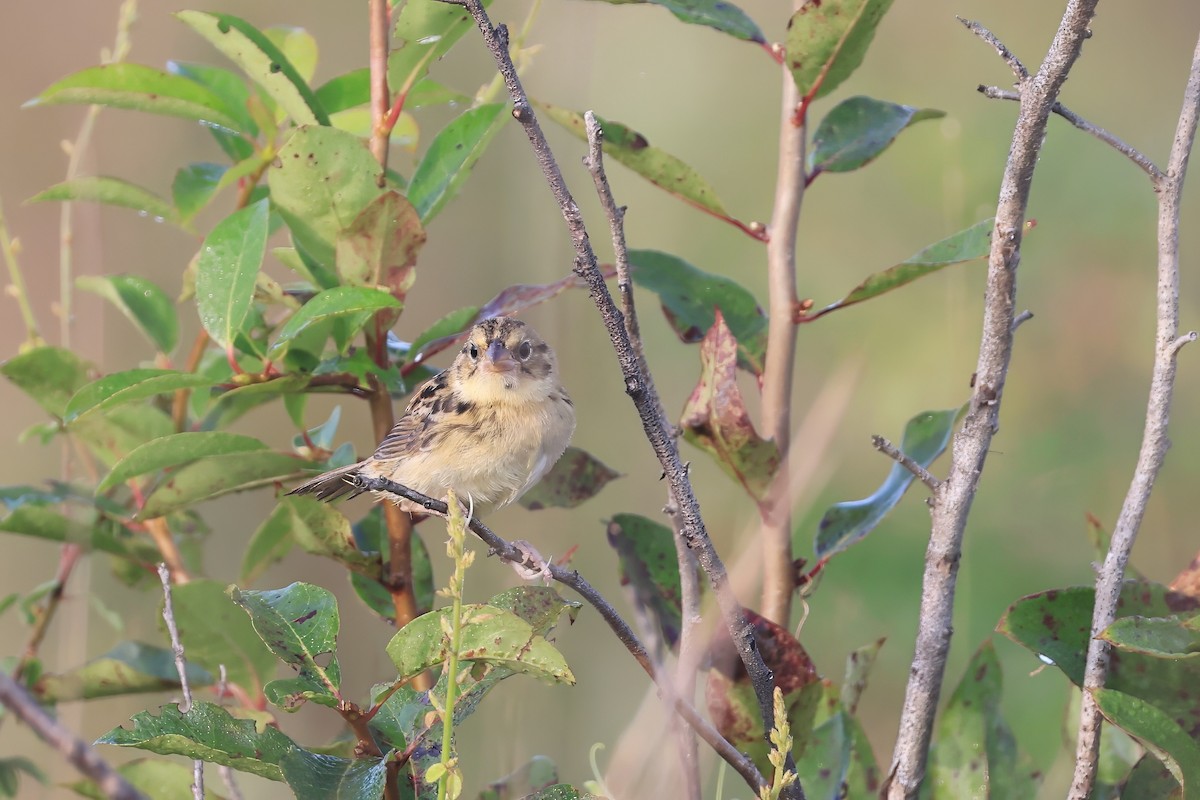 Henslow's Sparrow - ML641094478