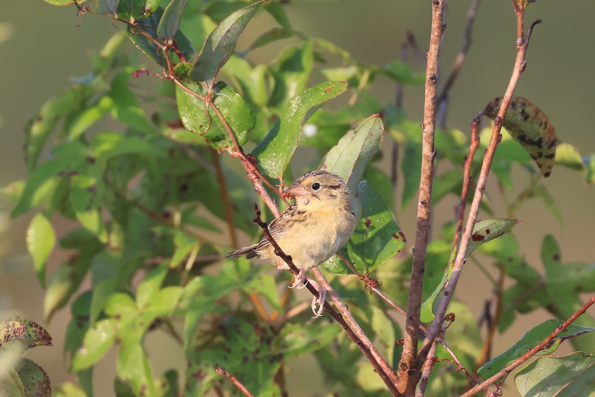 Henslow's Sparrow - ML641094479