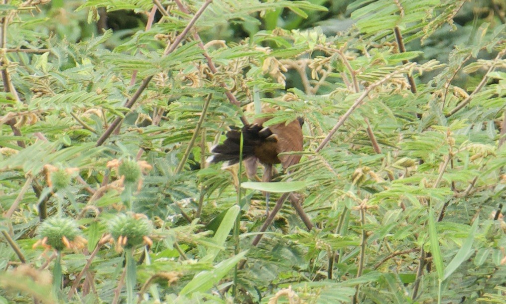 Gray-capped Cuckoo - ML641094480