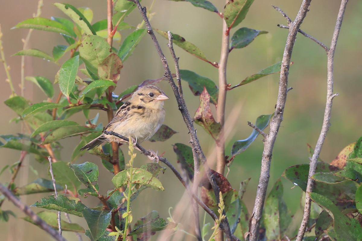 Henslow's Sparrow - ML641094481