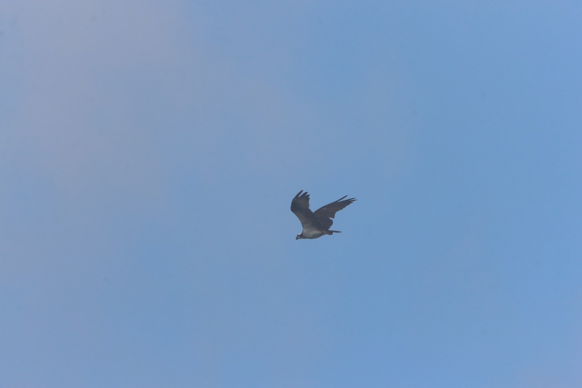 Osprey - ML641094483
