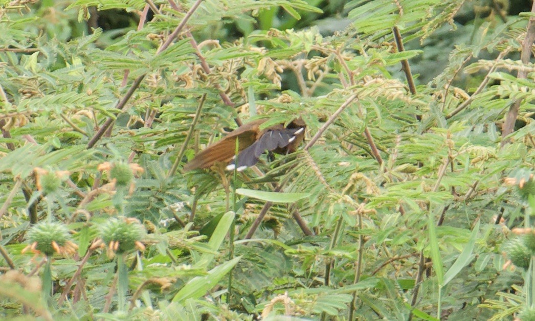 Gray-capped Cuckoo - ML641094489