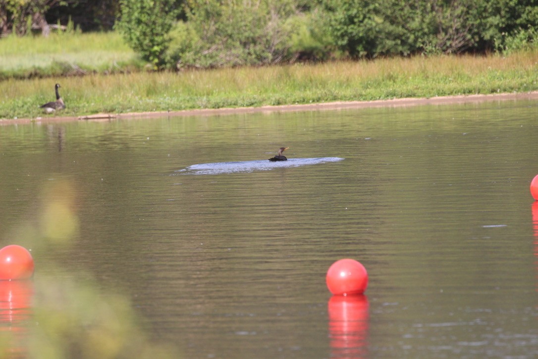 Double-crested Cormorant - ML641094492
