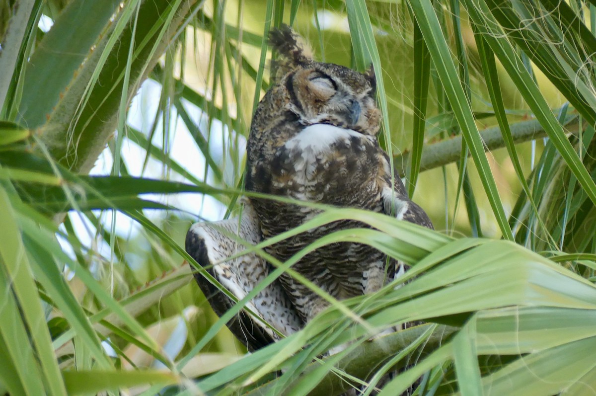 Great Horned Owl - ML641094494
