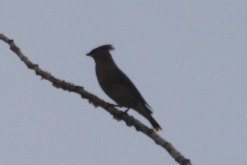 Cedar Waxwing - ML641094496