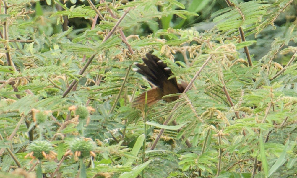 Gray-capped Cuckoo - ML641094501
