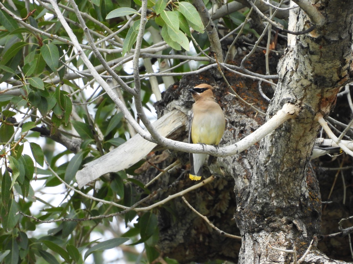 Cedar Waxwing - ML641094504