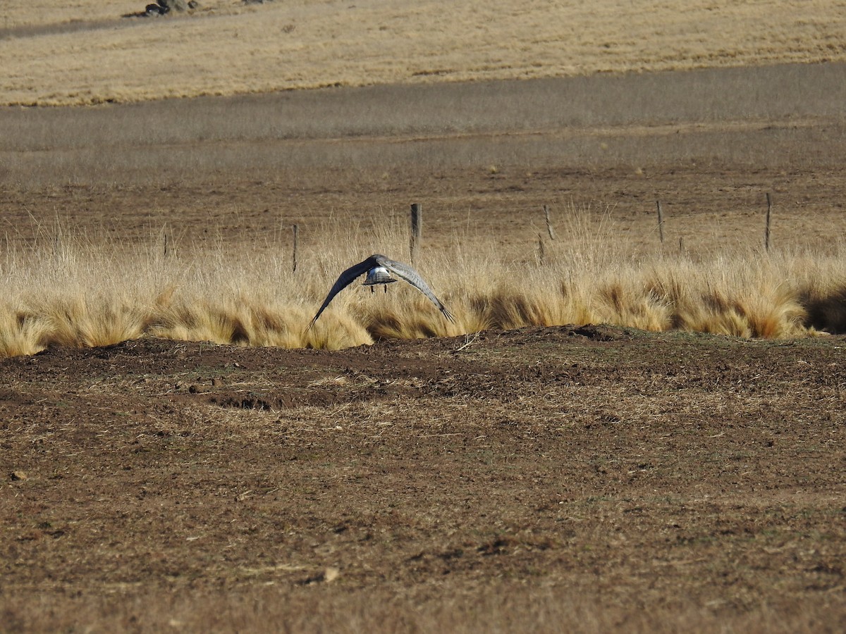Cinereous Harrier - ML641094511