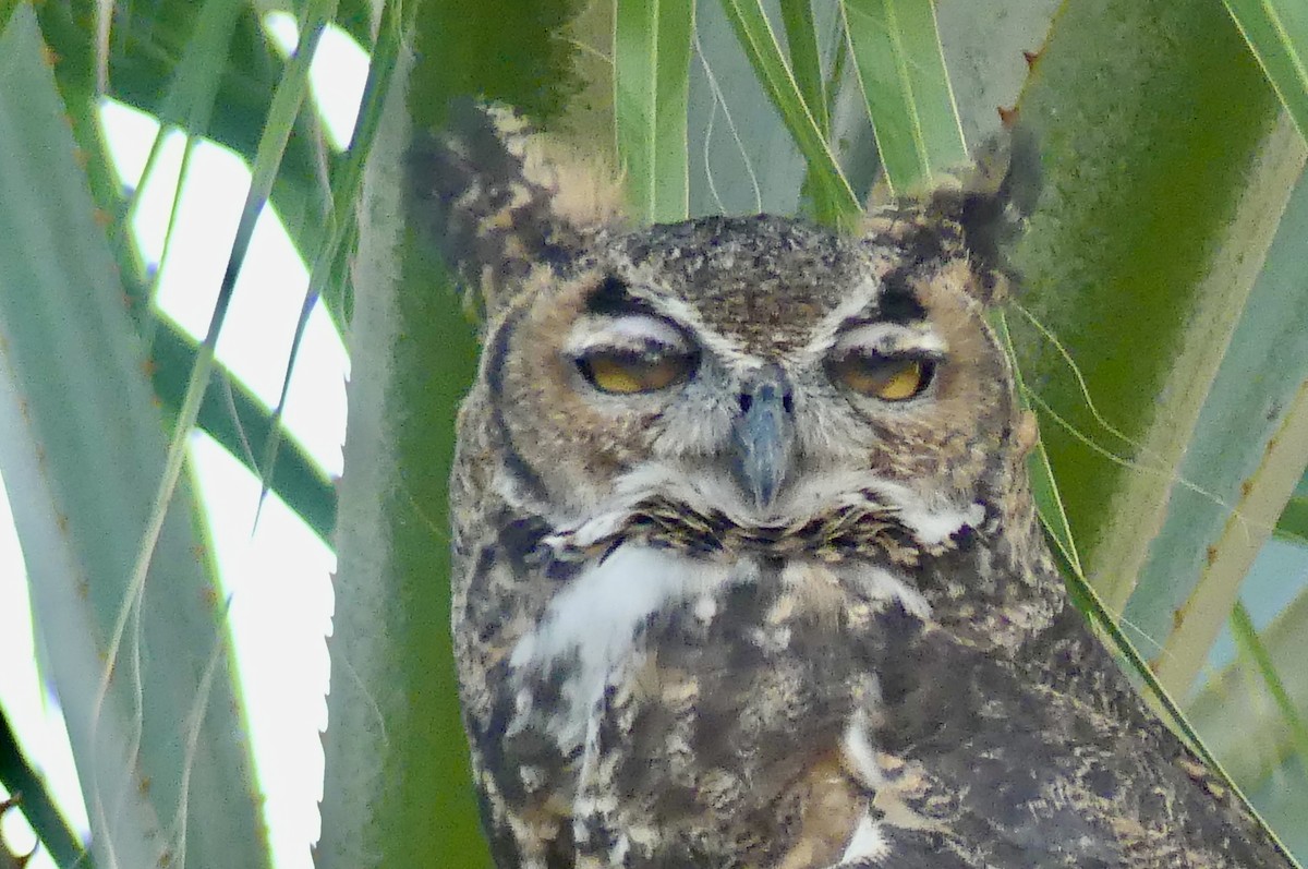 Great Horned Owl - ML641094520