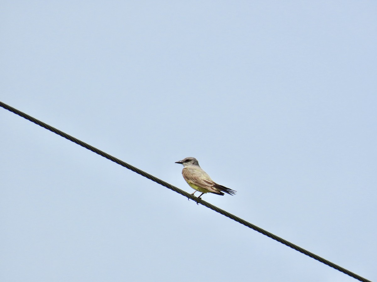 Western Kingbird - ML641094528