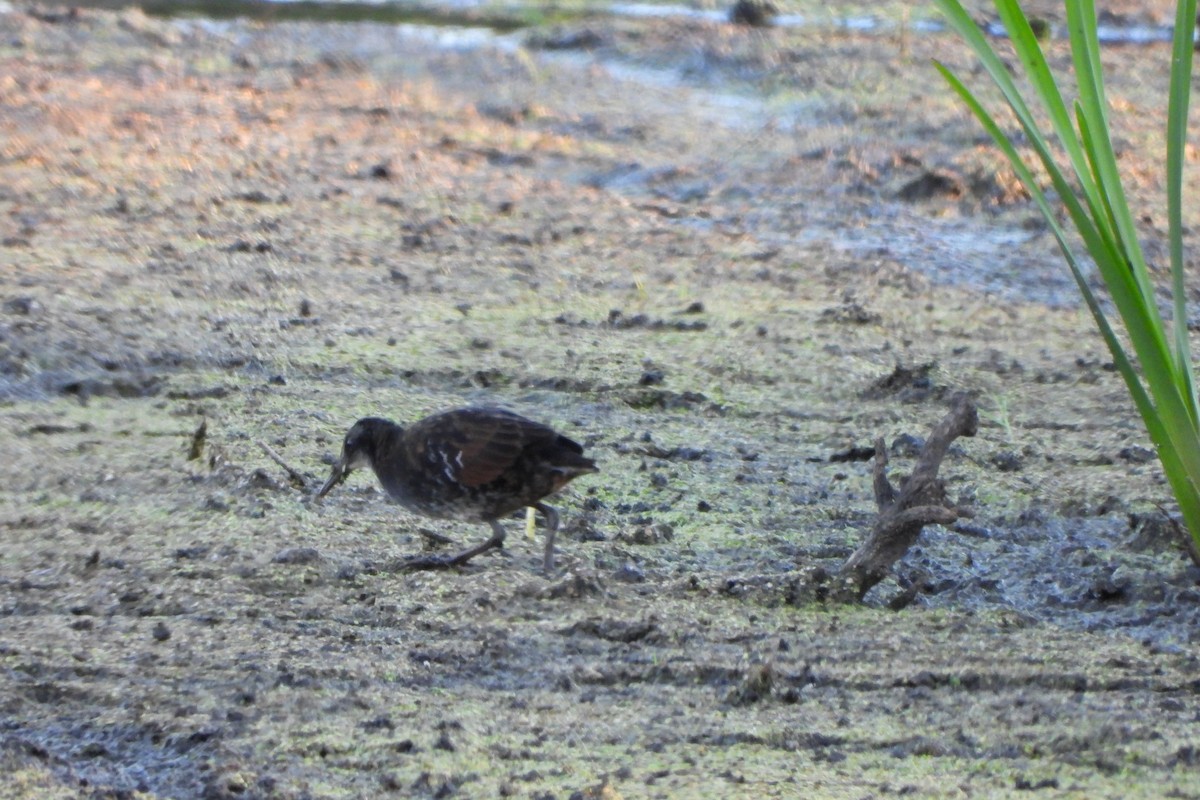 Virginia Rail - ML641094535