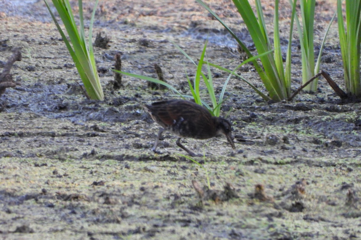 Virginia Rail - ML641094536