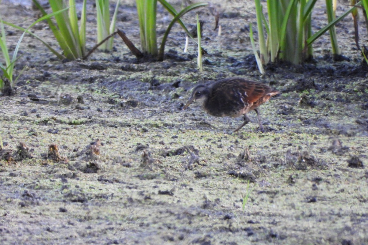 Virginia Rail - ML641094537
