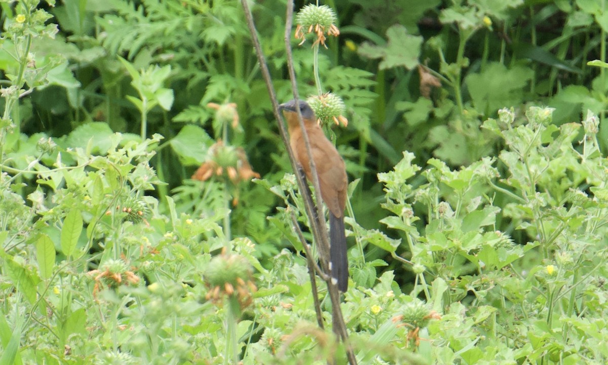 Gray-capped Cuckoo - ML641094542