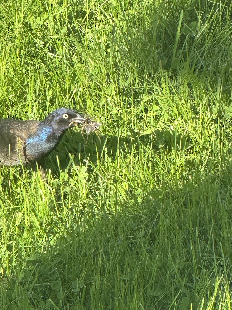 Common Grackle - ML641094548