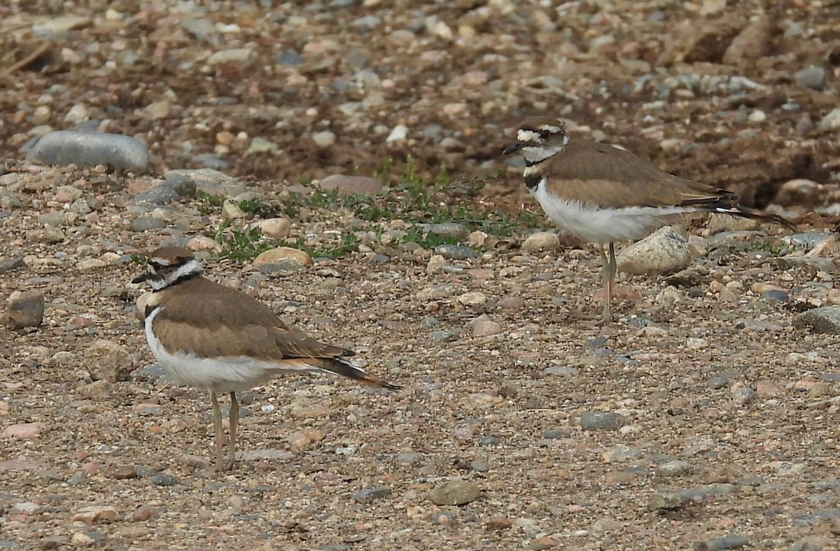 Killdeer - ML641094551