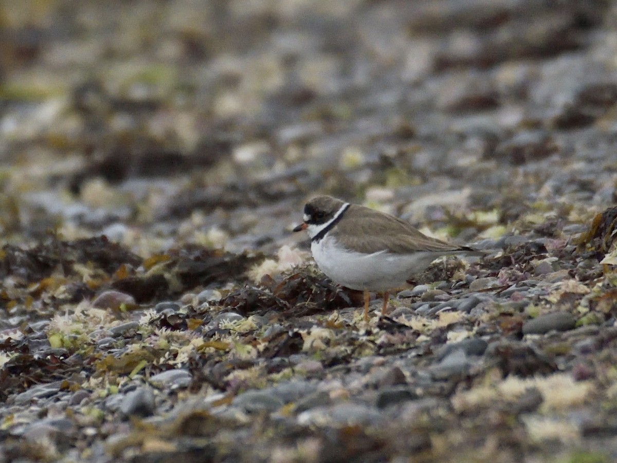 Semipalmated Plover - ML641094552