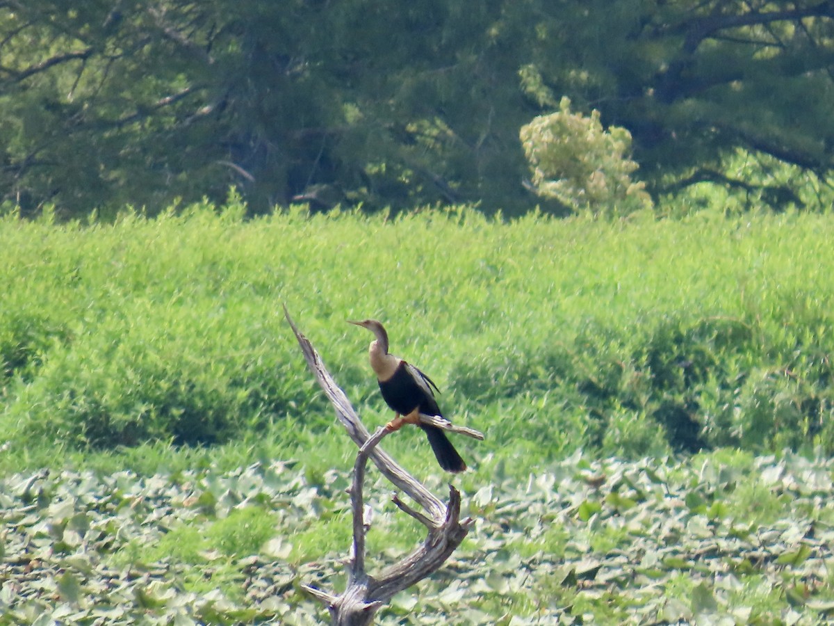 Anhinga - ML641094553