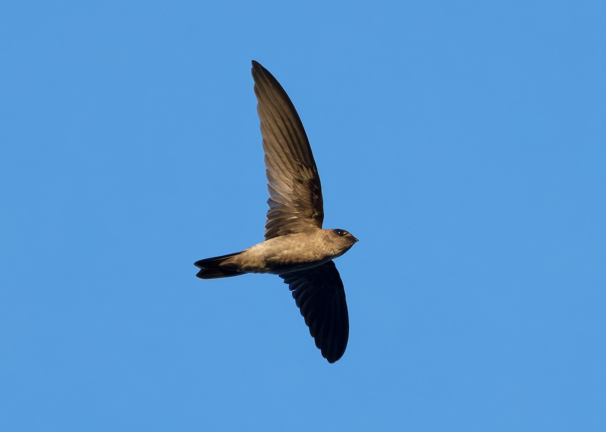 White-nest Swiftlet (White-nest) - ML641094554