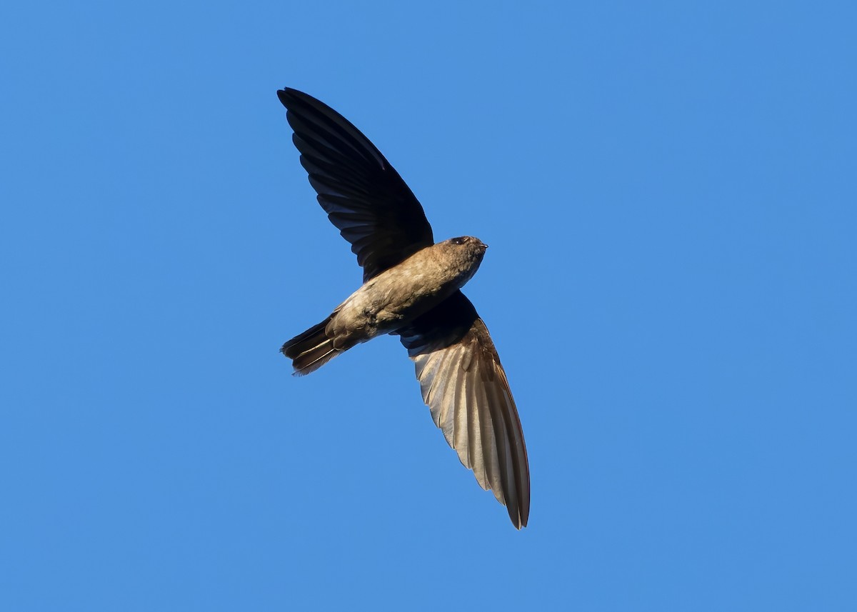 White-nest Swiftlet (White-nest) - ML641094555