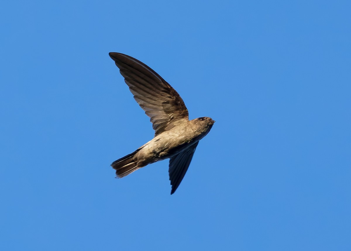 White-nest Swiftlet (White-nest) - ML641094556