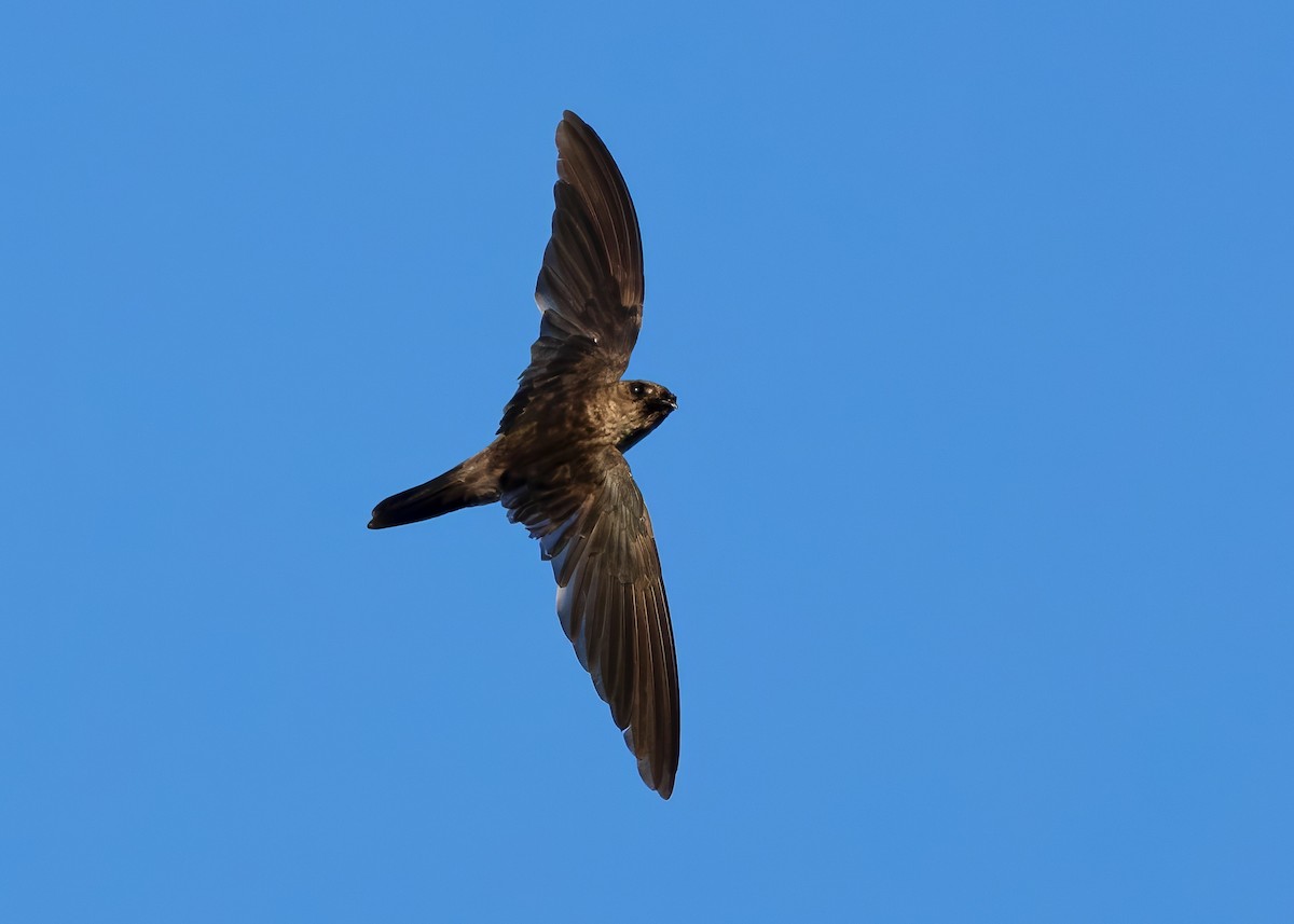 White-nest Swiftlet (White-nest) - ML641094557