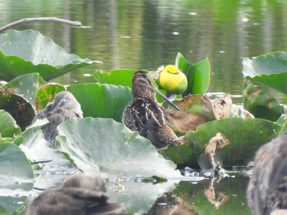 Wilson's Snipe - ML641094559