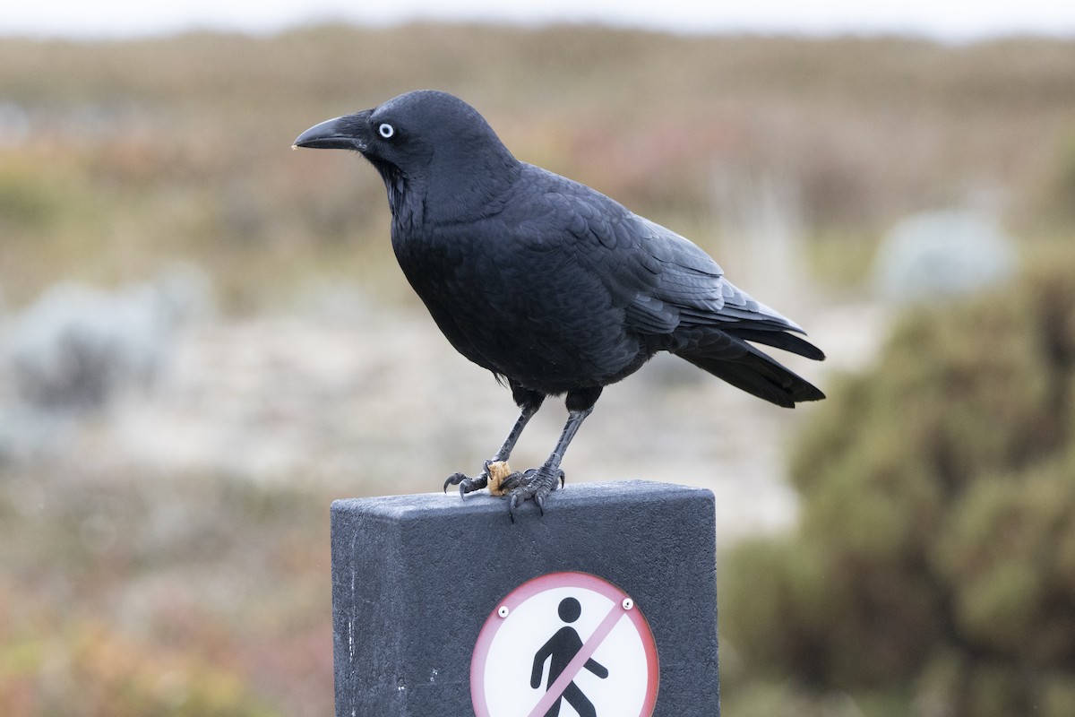 Little Raven - ML641094563