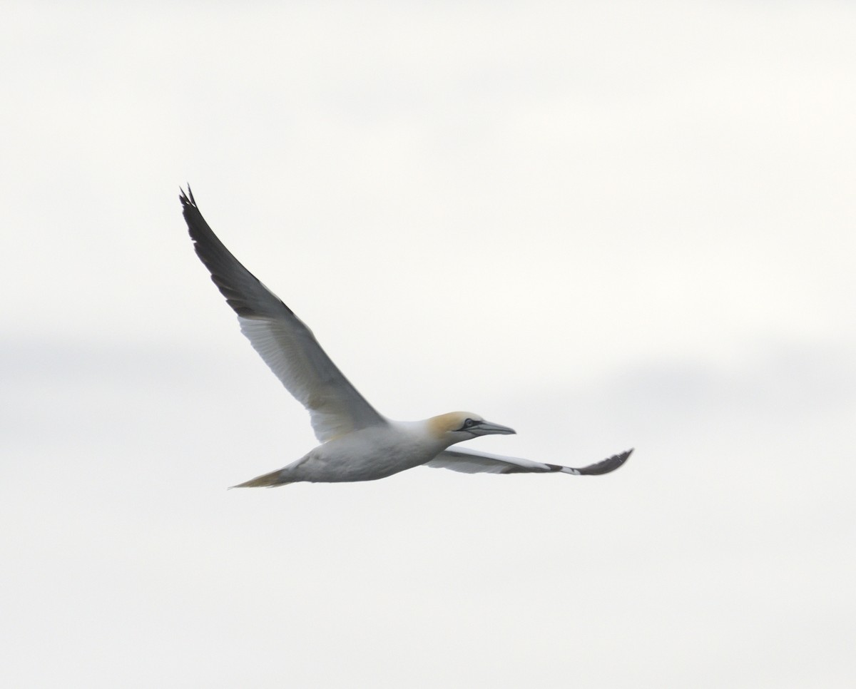 Northern Gannet - ML641094568