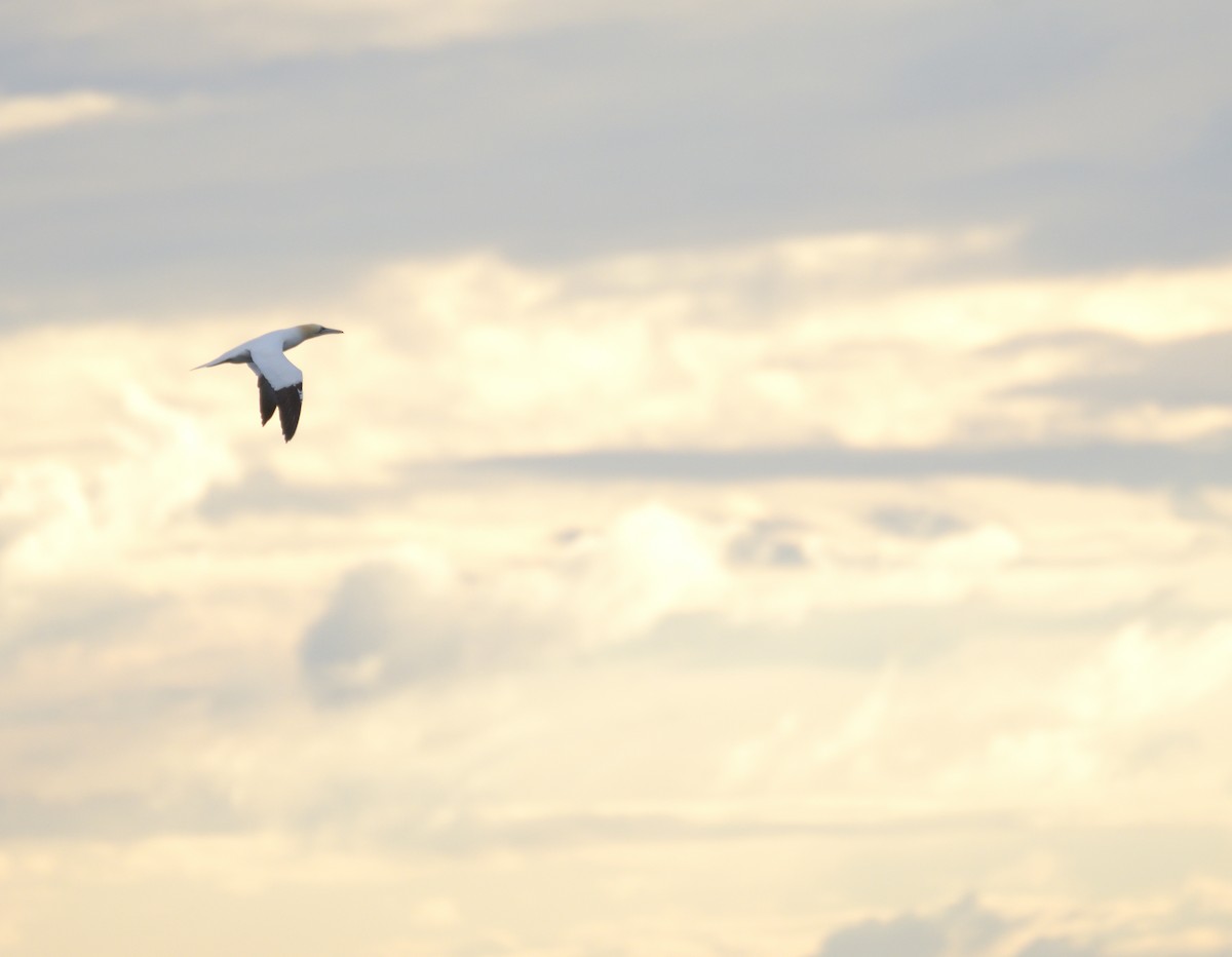 Northern Gannet - ML641094572
