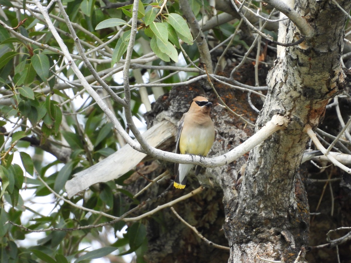 Cedar Waxwing - ML641094576