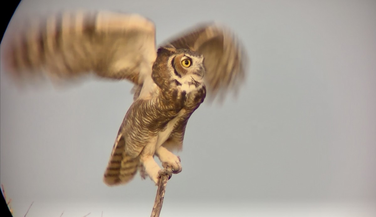 Great Horned Owl - ML641094578